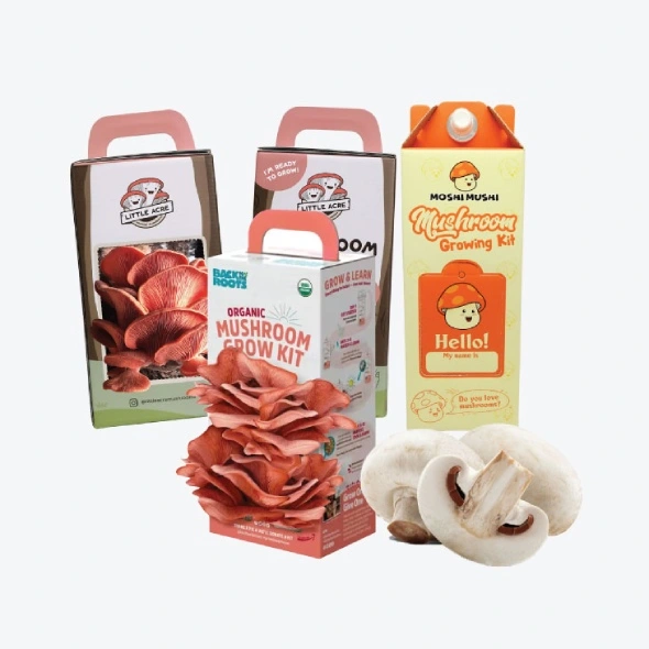 Custom Mushroom Boxes