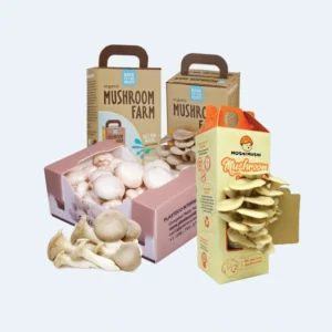 mushroom boxes