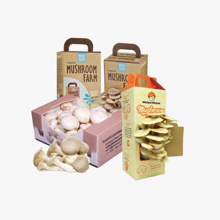 Mushroom boxes wholesale