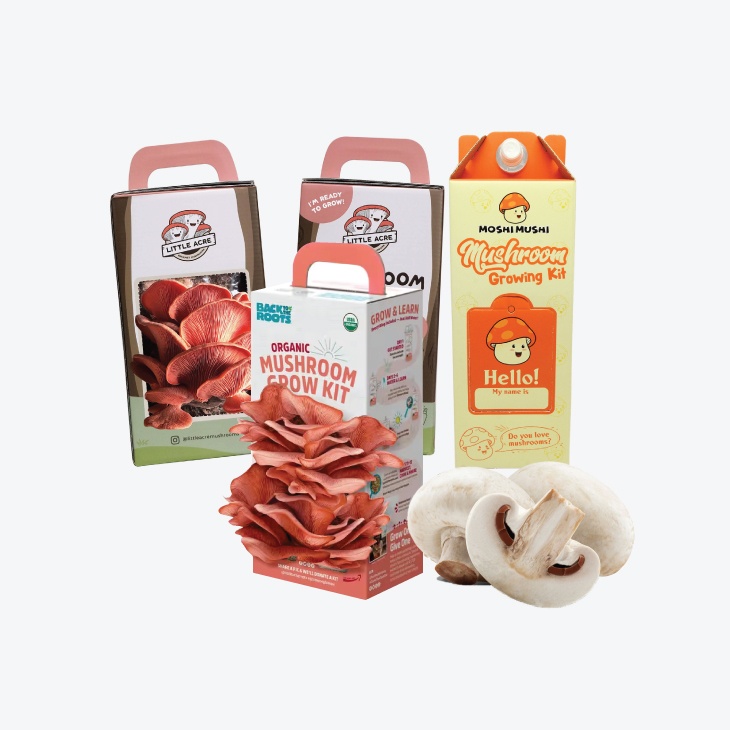 Mushroom boxes